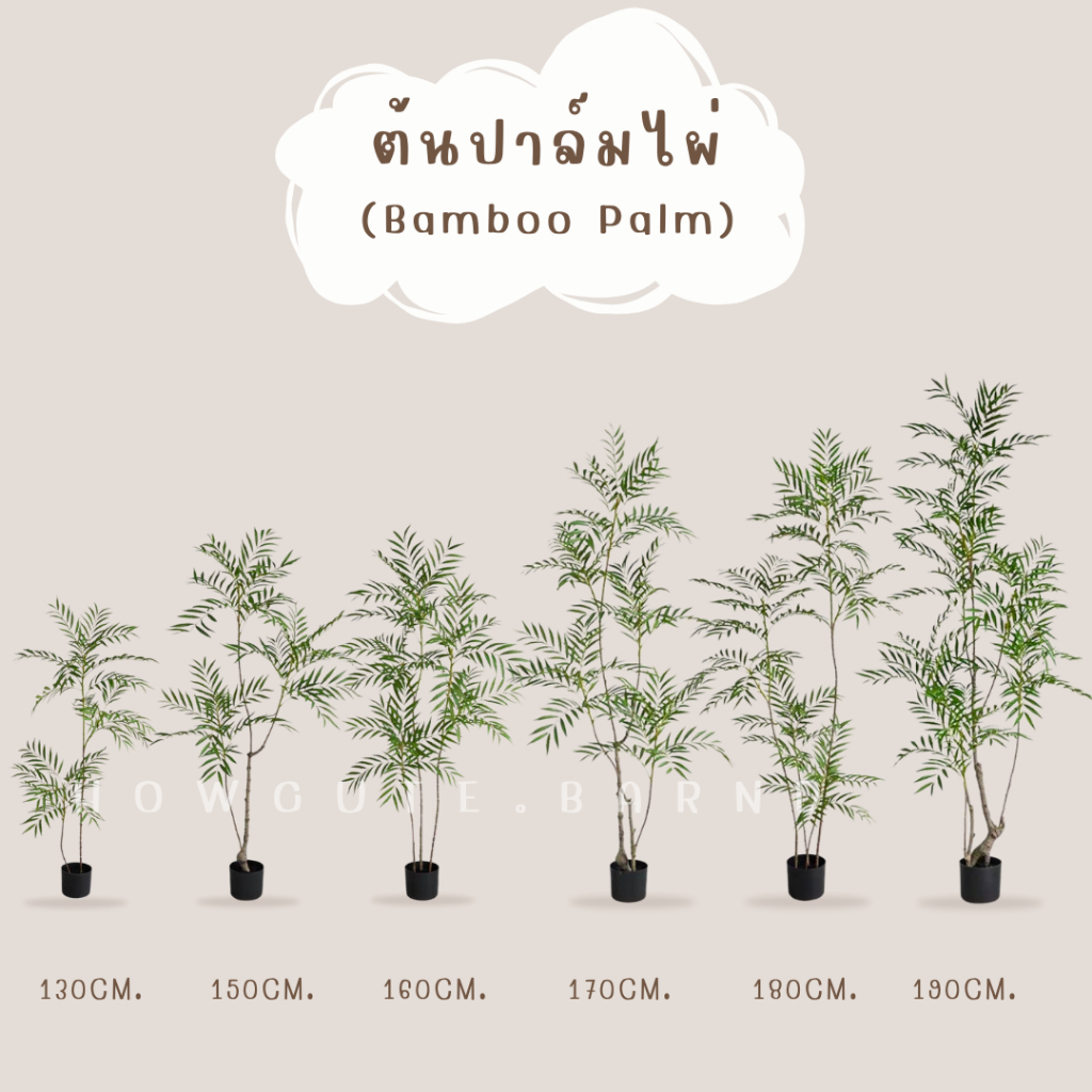 PRE14วันค่ะ BAMBOO PALM (ต้นปาล์มไผ่) ฟอร์มต้นสวย รูปที่ 2