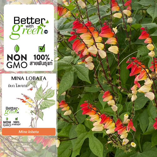 เมล็ดพันธุ์ มินา โลบาทา 15 เมล็ด (MINA LOBATA) นำเข้า การันตีสายพันธุ์