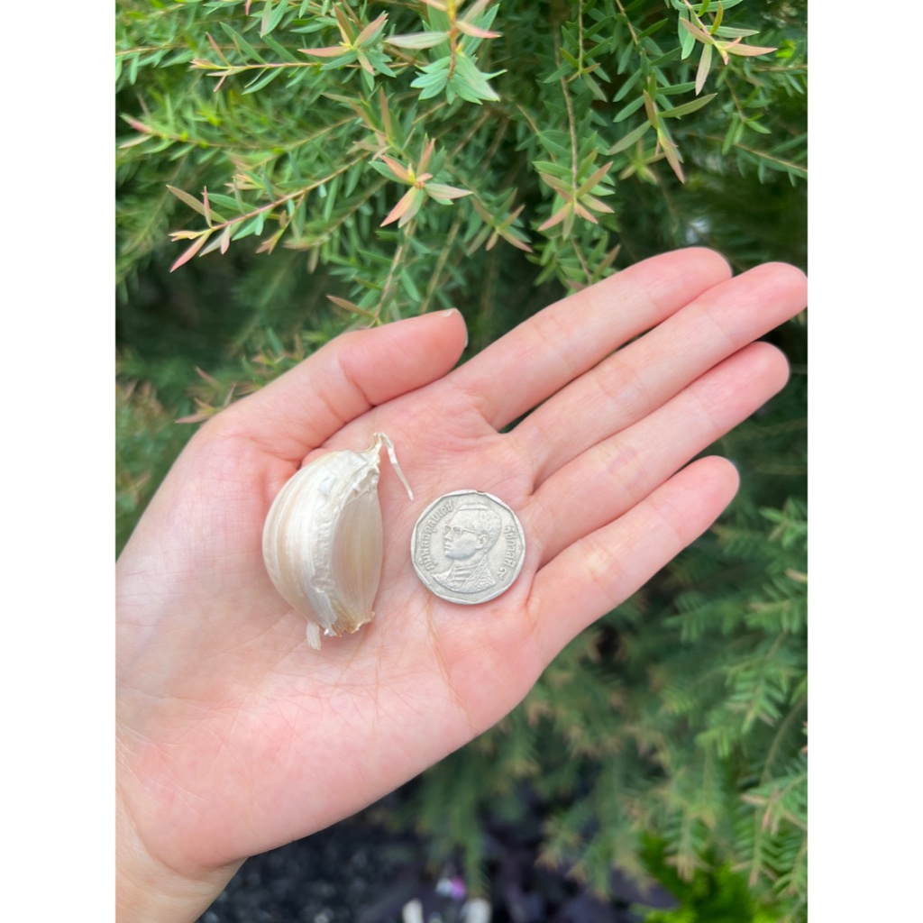 กระเทียมจีนกลีบใหญ่จัมโบ้ คัดไซส์พิเศษ 1กิโลกรัม - รูปที่ 2