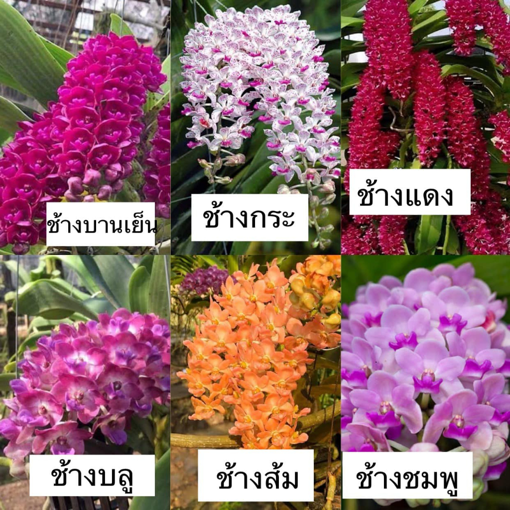 กล้วยไม้ช้าง คละสี ต้นใหญ่พร้อมให้ดอกและต้นติดตุ่มดอก ติดขอน กระถาง4นิ้วและต้นเปล่ากระถาง 1 นิ้ว(ช้างนิ้ว)