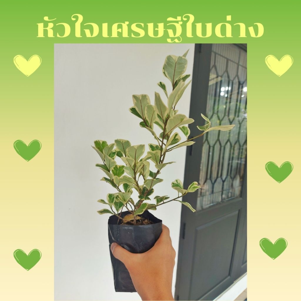 ต้นหัวใจเศรษฐี สาริกาใบด่าง  สูง 25-35 ซม.  เป็นไม้มงคลเสริมโชคลาภ ฟอกอากาศได้ดีมาก