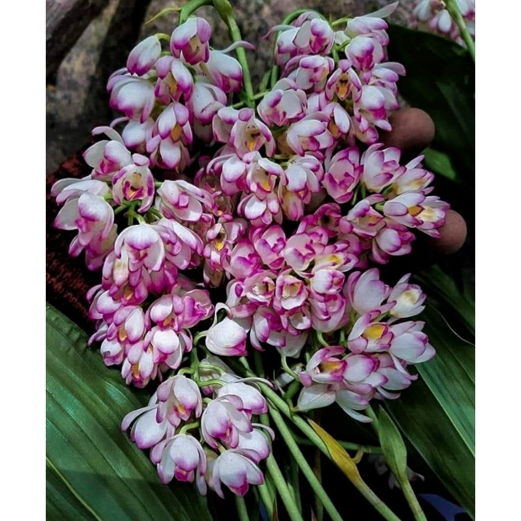 ว่านจูงนางสีชมพู 1 หัวพันธุ์ พรรณไม้หายาก ไม่ดอกมงคล🌱