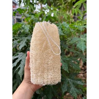 ใยบวบร้อยเชือก 6-8 นิ้ว ใยบวบขัดผิว ใช้สะดวกสบาย ใยบวบทำจากธ…