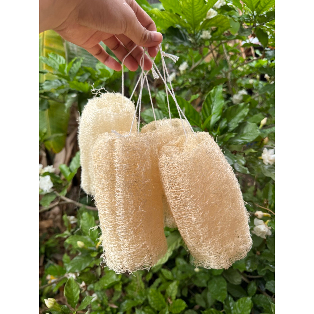 ใยบวบร้อยเชือกชุด 5ชิ้น ขนาด 6-8 นิ้ว ใยบวบขัดผิว ใช้สะดวกสบาย ใยบวบทำจากธรรมชาติ สำหรับการใช้งานที่ง่ายและสะดวก - รูปที่ 3