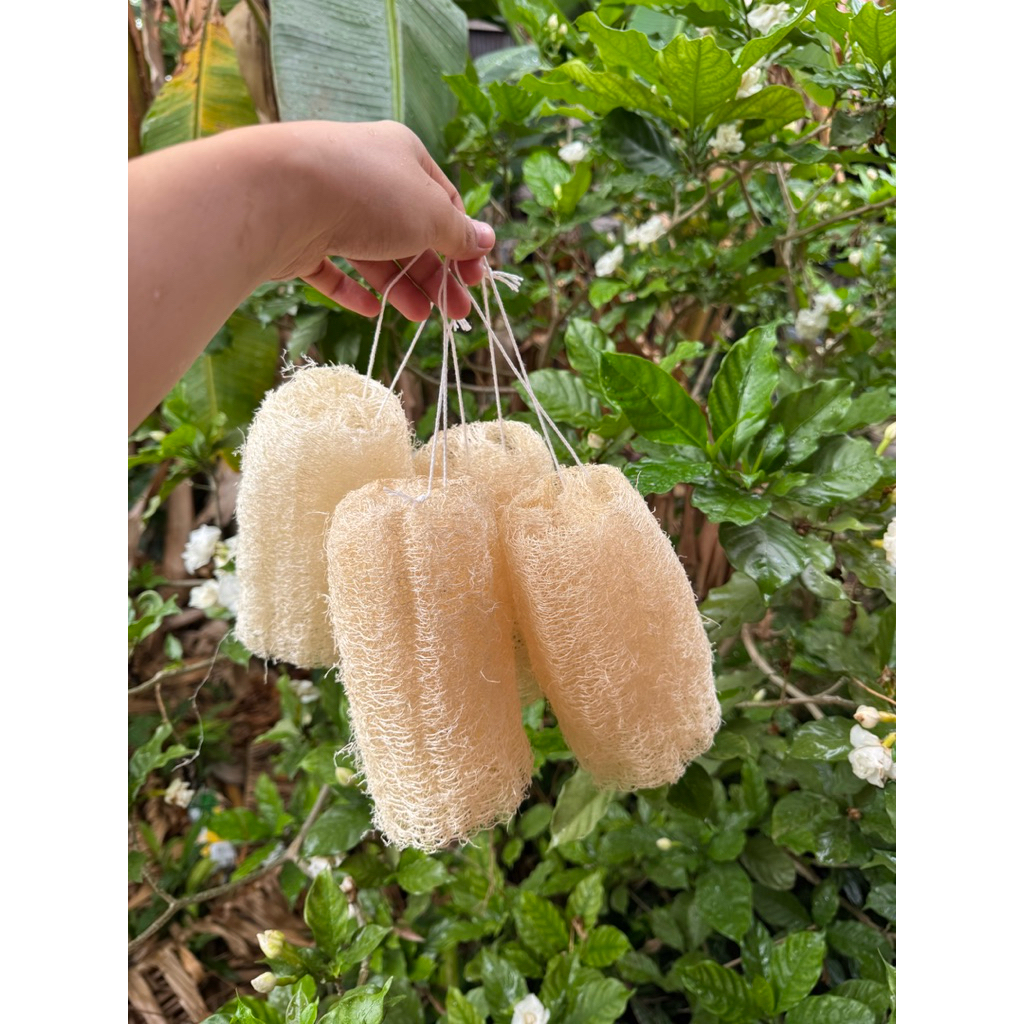 ใยบวบร้อยเชือกชุด 5ชิ้น ขนาด 6-8 นิ้ว ใยบวบขัดผิว ใช้สะดวกสบาย ใยบวบทำจากธรรมชาติ สำหรับการใช้งานที่ง่ายและสะดวก - รูปที่ 6