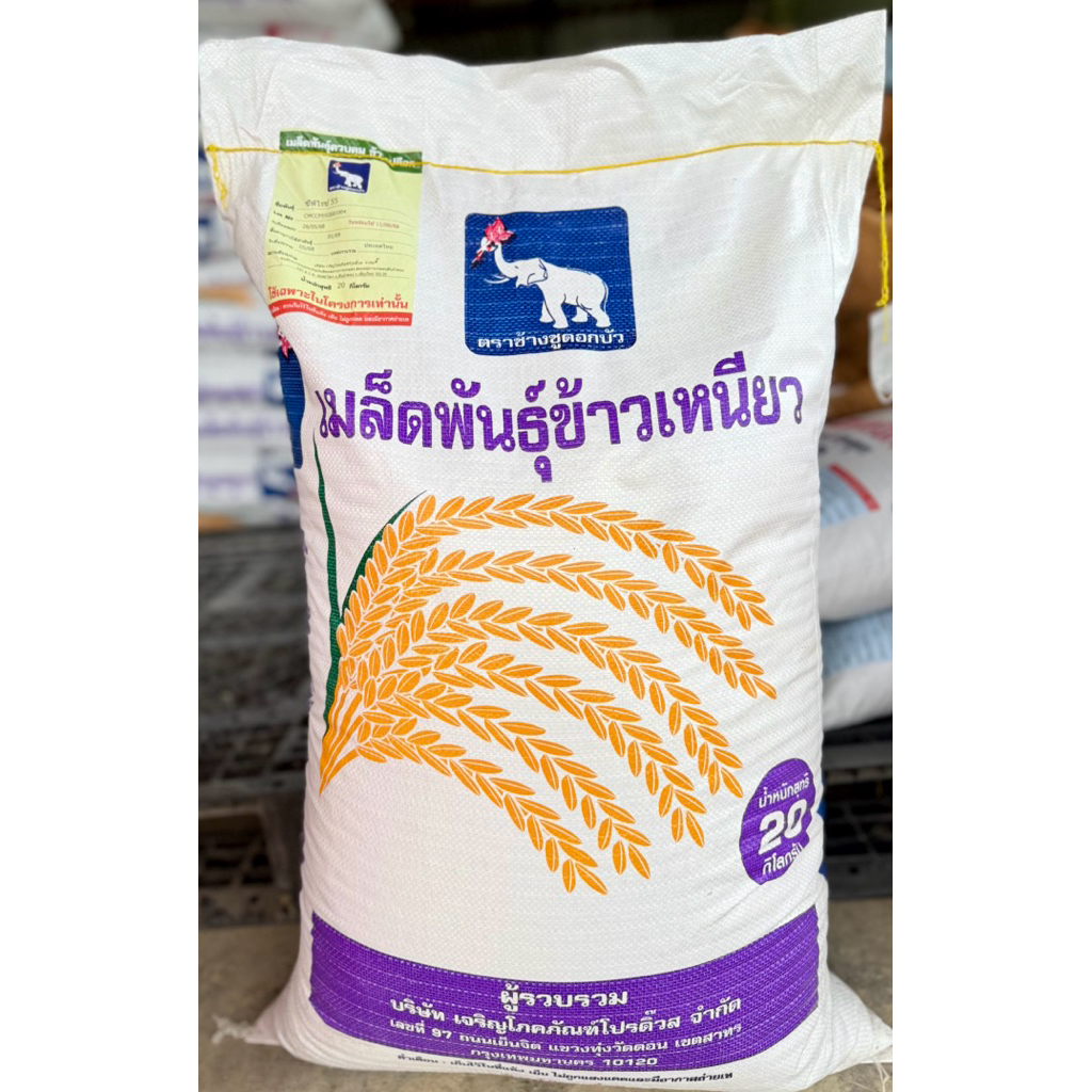 เมล็ดพันธุ์ข้าว ซีพีไรซ์55 สันป่าตอง ซีพี CP RICE 55 ข้าวเหนียวไม่ไวแสง ปลูกได้ตลอดทั้งปี บรรจุ 20 ก.ก.