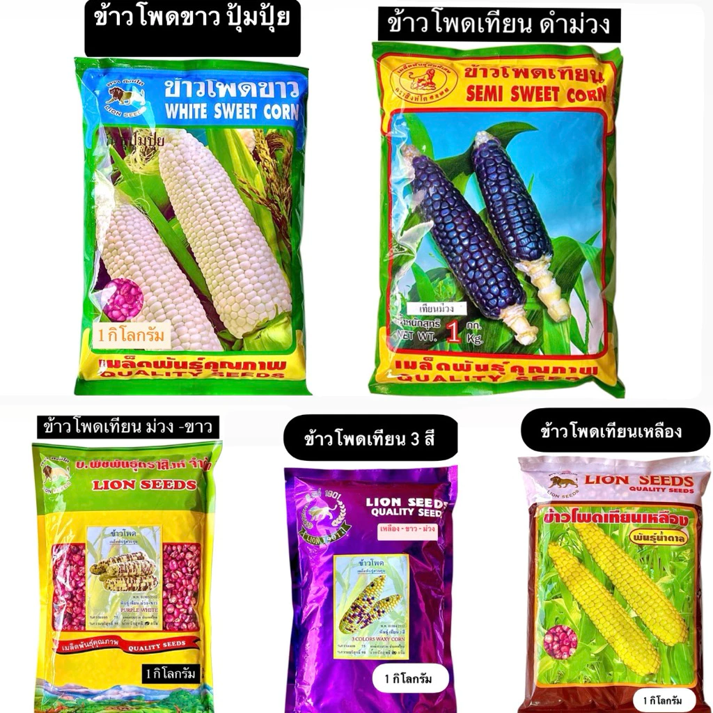 สิงโต เมล็ด ข้าวโพด ขาวปุ้มปุ้ย,เทียนดำ,ข้าวโพดเทียนม่วง-ขาว,เทียน3สี,เทียนเหลือง,เทียนขาว,แปดแถว,สวีท (1 กิโลกรัม)