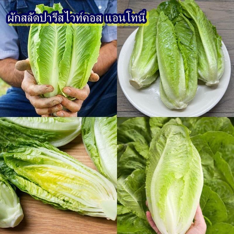 500+ เมล็ด เมล็ดผักสลัดปารีสไวท์คอส แอนโทนี่ (อัตรางอก 70% ปลูกง่าย ใบสีเขียวยาว ห่อหัว รสชาติหวานกรอบอร่อย ทานสดได้)