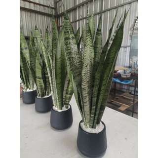 ลิ้นมังกรไม้ฟอกอากาศ🌵🌵🌵(ขั้นต่ำ3ต้น)