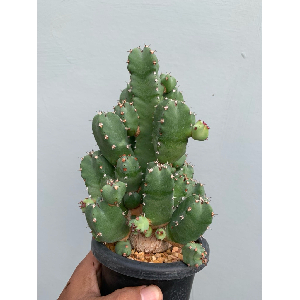 euphorbia resinifera (ยูโฟเบียเรซินิเฟร่า) ตัดสด