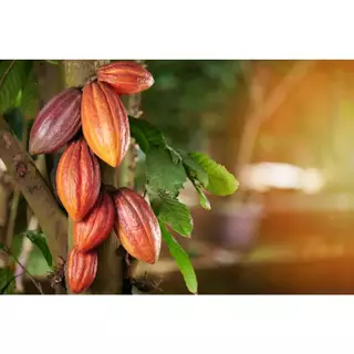 ANNIE - Cote D'Ivoire (Cocoa 100%) Fat 25%