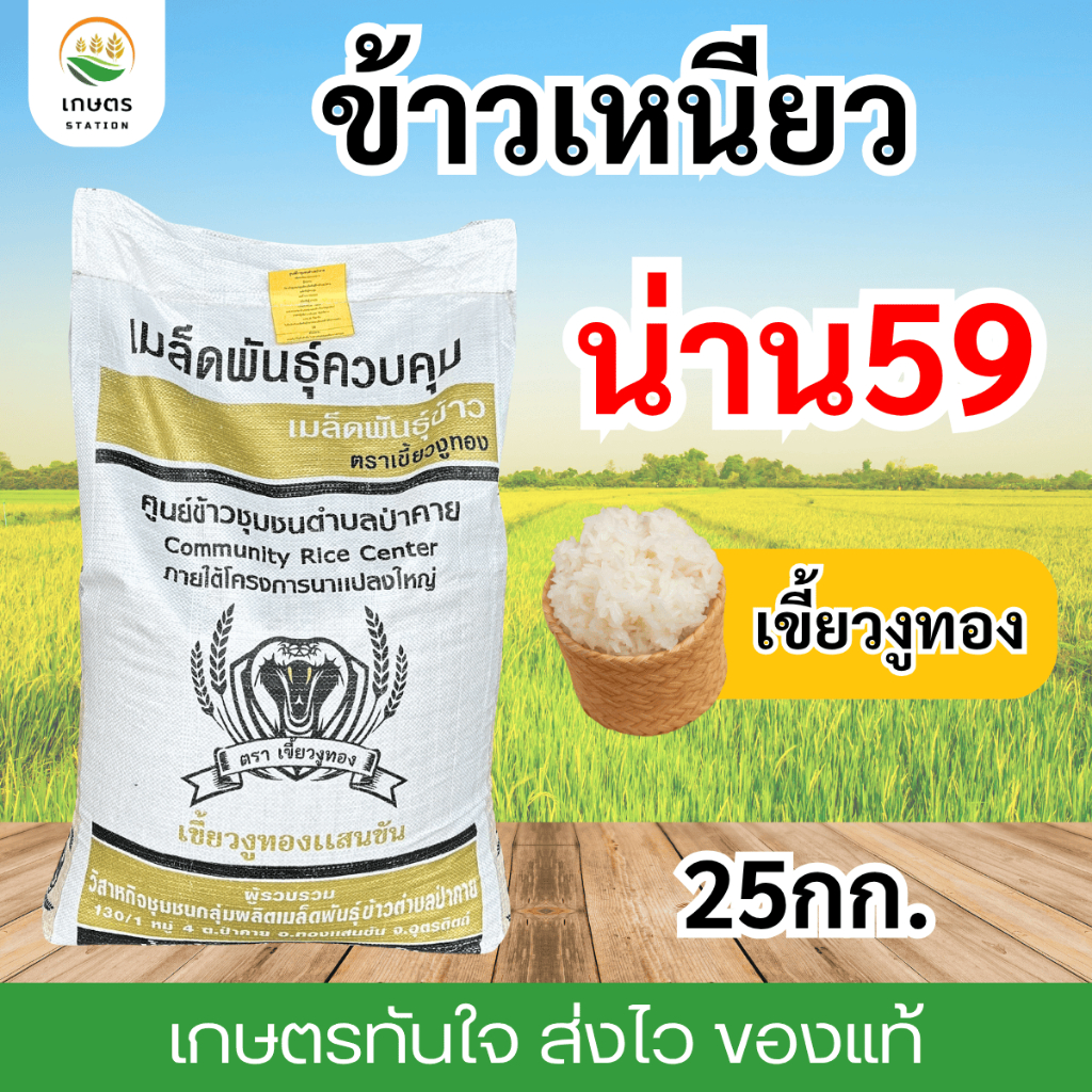เมล็ดพันธุ์ข้าว เขี้ยวงูทอง น่าน59 เบอร์18 ข้าวเหนียวต้นเตี้ยทนโรคทนแล้งผลผลิตสูง 25กิโล – โปรปัง