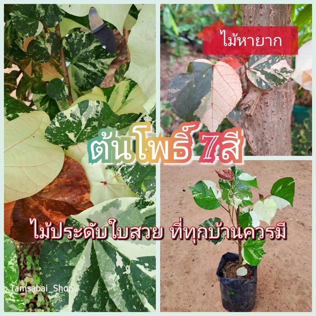 ต้นโพธิ์ 7สี ไม้ด่างใบสวย ไม้ประดับ ไม้มงคล