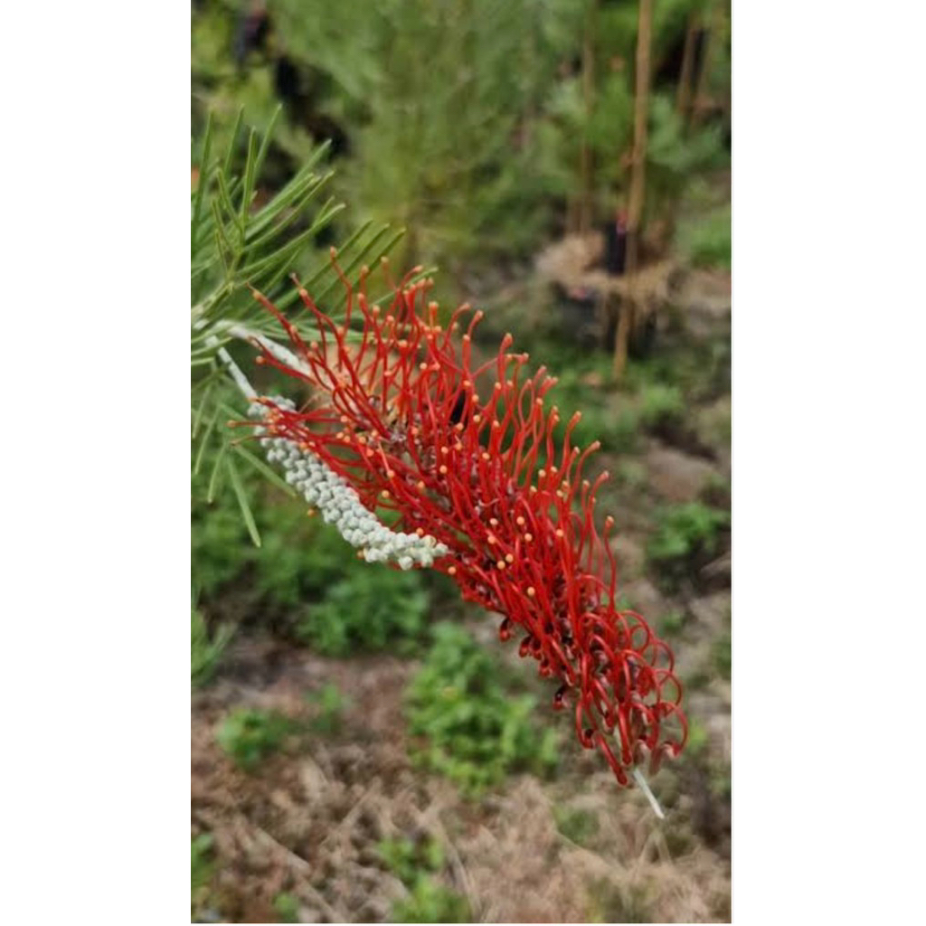 สนเกลวิเลียแดงเม่น Grevillea 'Scarlet Moonสูง120-140ซม.ตามภาพ