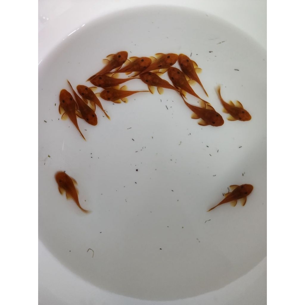 อาหารปลาซัคเกอร์L144 Super red1.5นิ้ว