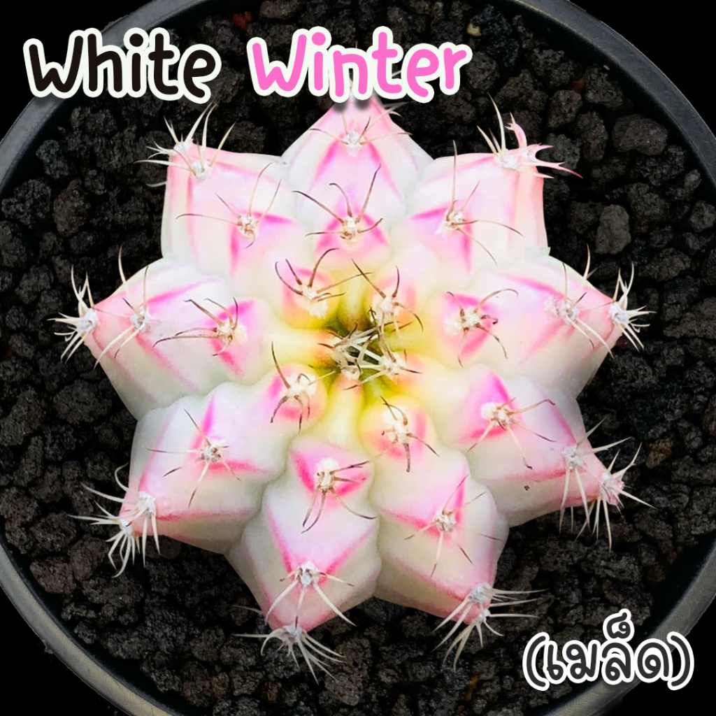 ชุดเพาะเมล็ด Winter White (ด่างนีออน)  กระบองเพชร/แคคตัส