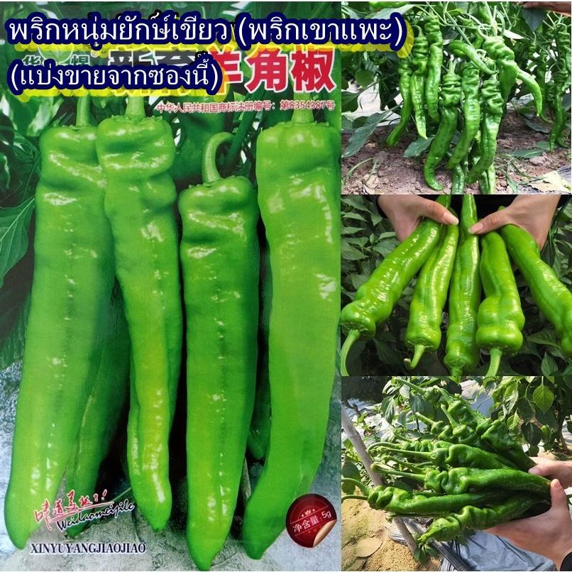 100+ เมล็ด เมล็ดพริกหนุ่มยักษ์เขียว (พริกเขาแพะ) (ผลใหญ่ยักษ์ ผลสีเขียวอ่อน ผิวมัน ทรงเขาแพะ รสชาติหวาน ข้างในกลวงโปร่ง)