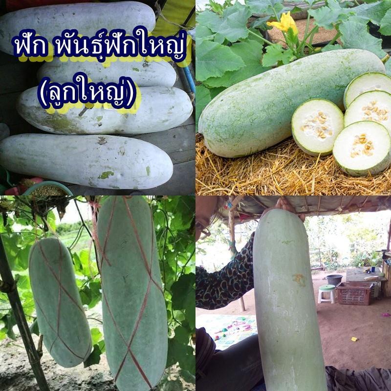 100+ เมล็ด เมล็ดฟัก พันธุ์ฟักใหญ่ (อัตรางอก 70% ปลูกง่าย ลูกใหญ่ เนื้อหนา รสชาติหวาน ทำเมนูได้หลากหลาย อายุเก็บเกี่ยว 80