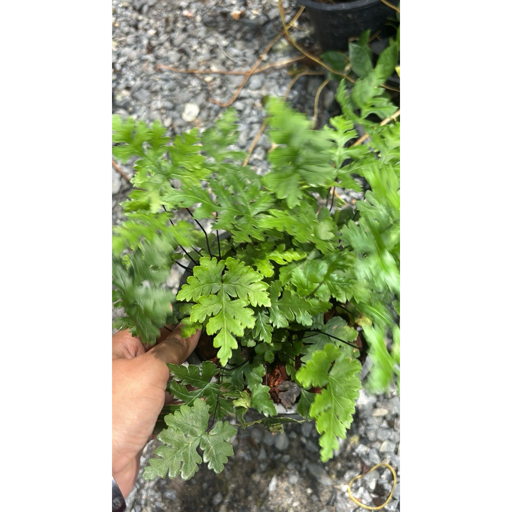 เฟินก้านดำใบเล็ก  Bush Maidenhair Fern/Common Maidenhair Fern ชื่อวิทยาศาสตร์: Adiantum aethiopicum L. - รูปที่ 6