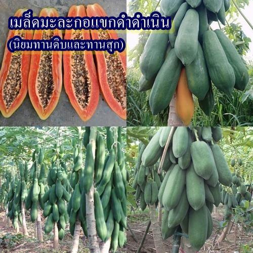 30 เมล็ด เมล็ดมะละกอแขกดำดำเนิน (นิยมทานดิบและทานสุก ผลดิบรสชาติหวานกรอบ ผลสุกรสชาติหวานหอมอร่อยมาก)