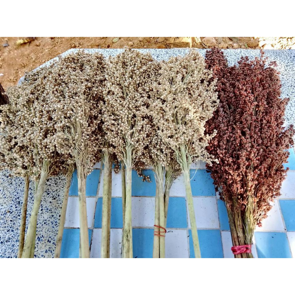 อ้อยเย้า อ้อยดอย หรือ ข้าวฟ่าง (สีขาว) เม็ดทำขนมทำป๊อบคอร์น เมล็ดพันธุ์สำหรับปลูก ชุดละ 130.- บรรจุ 300++เมล็ด