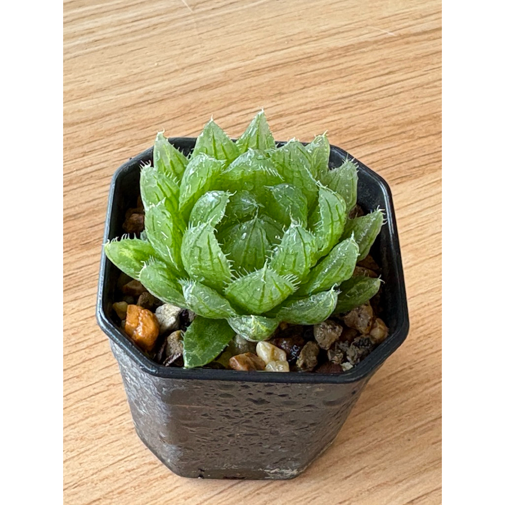 ฮาโวเทีย Haworthia Emerald ไม้อวบน้ำ cactus&succulent