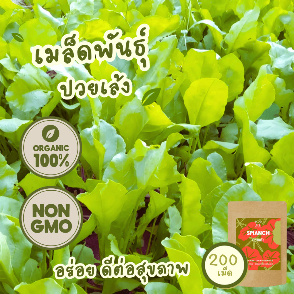 เมล็ดพันธุ์ ปวยเล้ง  100%ออร์แกนิค Non-GMO เกรดพรีเมี่ยม ((Organic Spinach Seeds) บรรจุ 200 เมล็ด [ซื้อ 5 แถม 1]