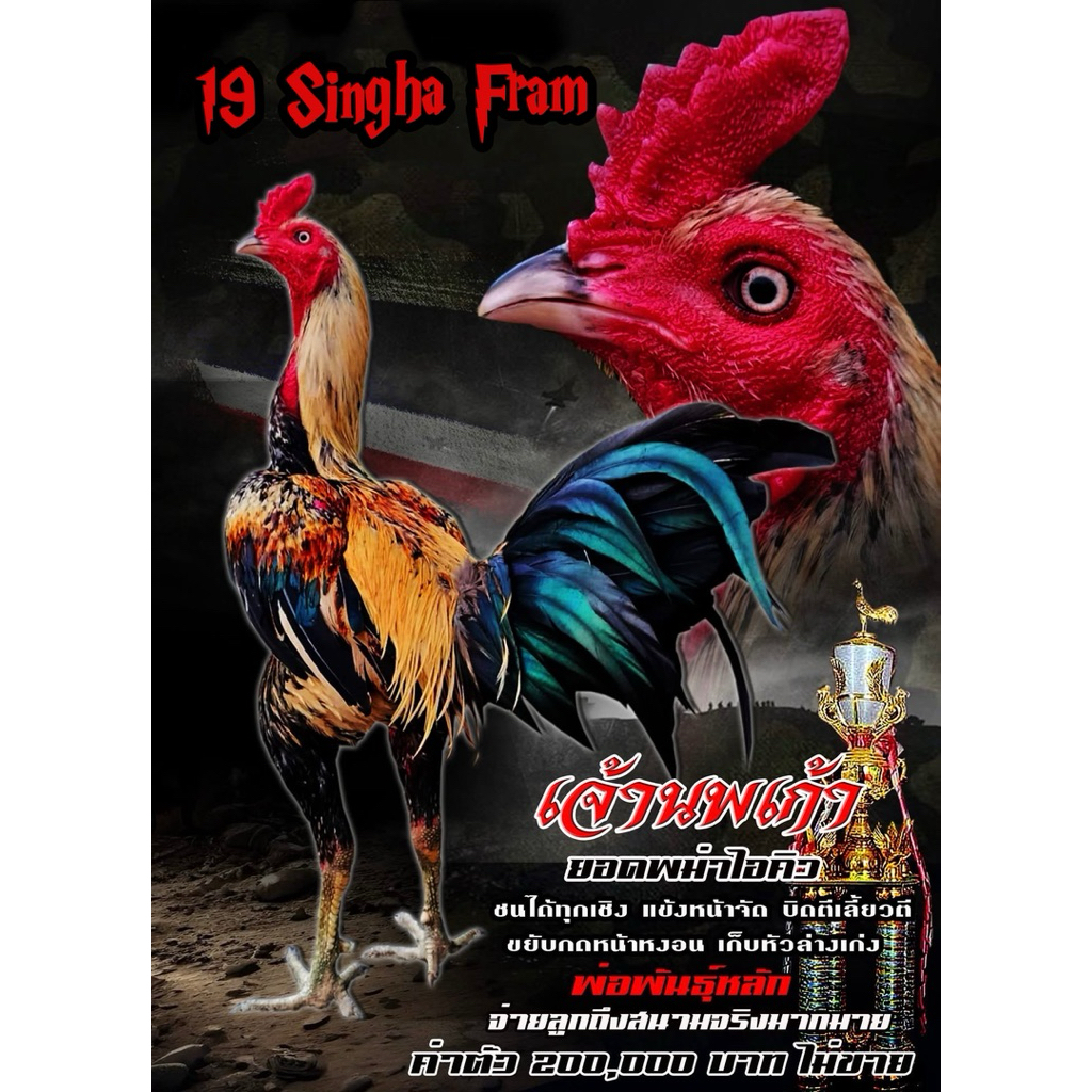 ไข่เชื้อไก่ชน VIP ลูกแสนกล แชมป์ 70 ล้าน รับประกันเชื้อ ส่งด่วนทั่วประเทศ