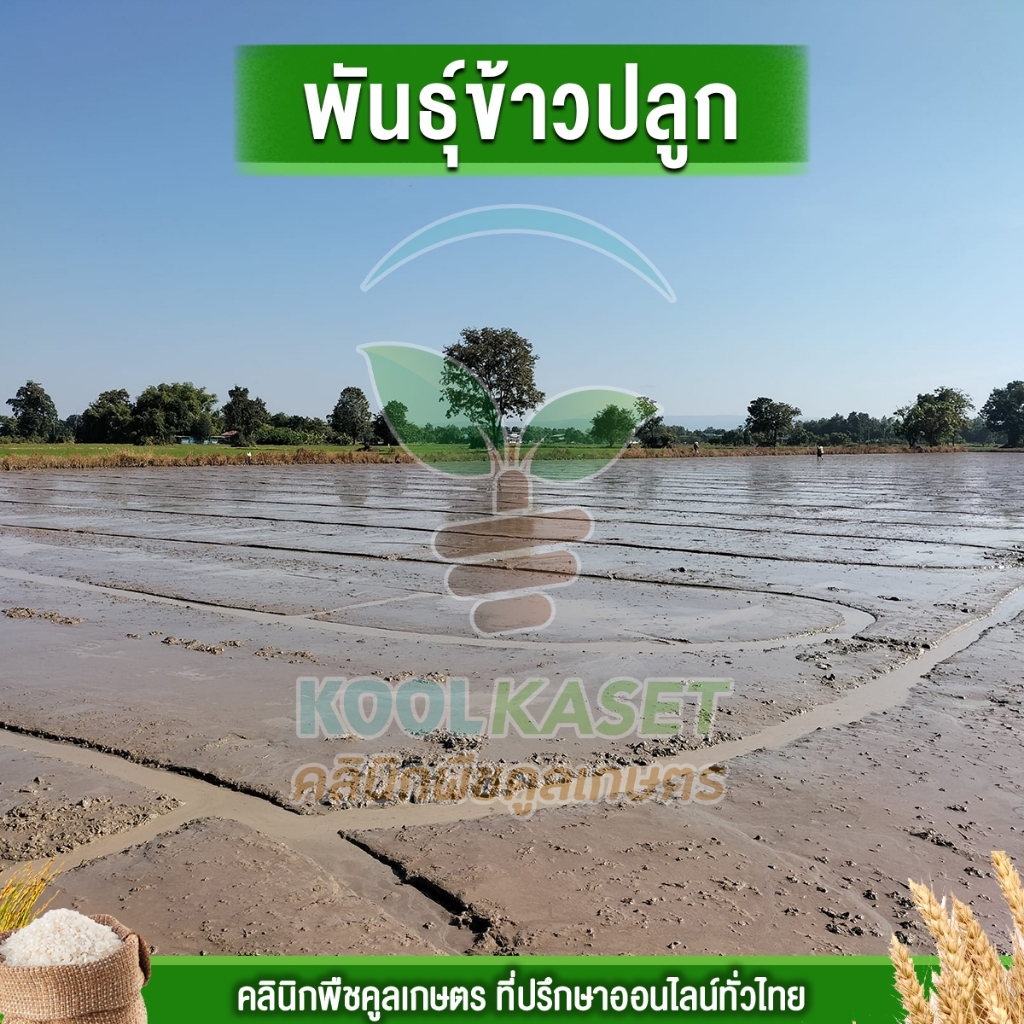 เมล็ดพันธุ์​ข้าว ข้าวเจ้าสีม่วงเข้ม ไรซ์เบอรี่ นาปี นาปรัง หอมหวาน เมล็ดเรียวยาว 20 กก. คูลเกษตร ไรซ์ KR36 ราคา ถูกที่สุด ดีลบีเคเค แกลเลอรีภาพที่ 4
