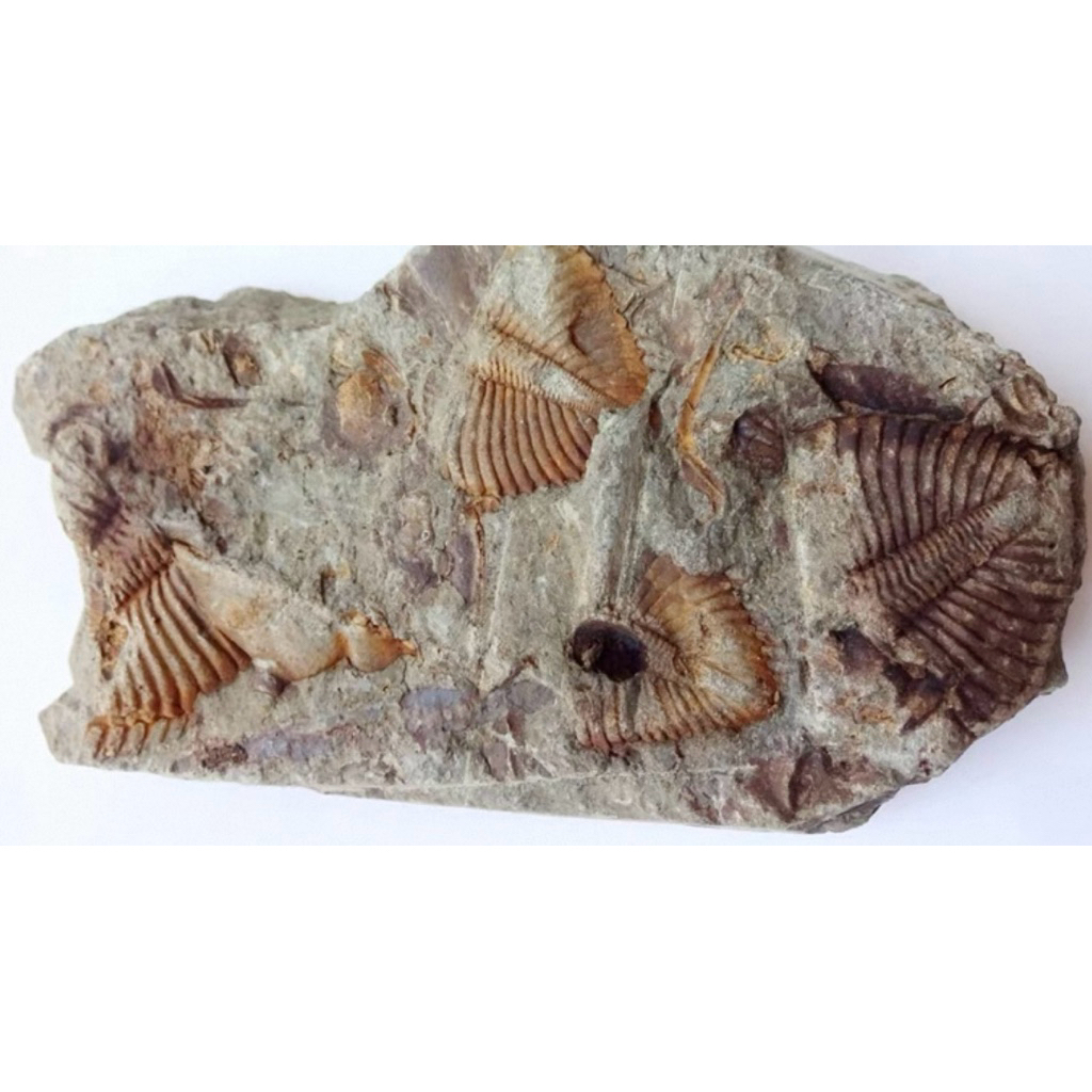 🪨 ไทรโลไบต์ (Trilobite Fossil) – ซากดึกดำบรรพ์กว่า 500 ล้านปี ของสะสมหายากสำหรับผู้รักประวัติศาสตร์โ