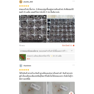 [5แถม1] เมล็ดมะเขือเทศโซลาริโน่ |ผลดก ทนร้อน โตไว| 20-25 เมล็ด