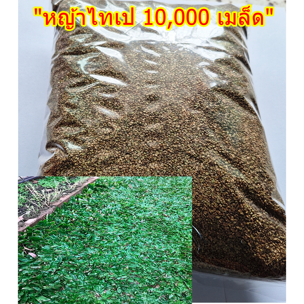 ขายส่ง 10,000 เมล็ด เมล็ดหญ้าไทเป หญ้ามาเลเซียแคระ Broadleaf Carpet Grass หญ้าสวนหย่อม สนามหญ้า หญ้า หญ้าปูสนาม พันธุ์หญ