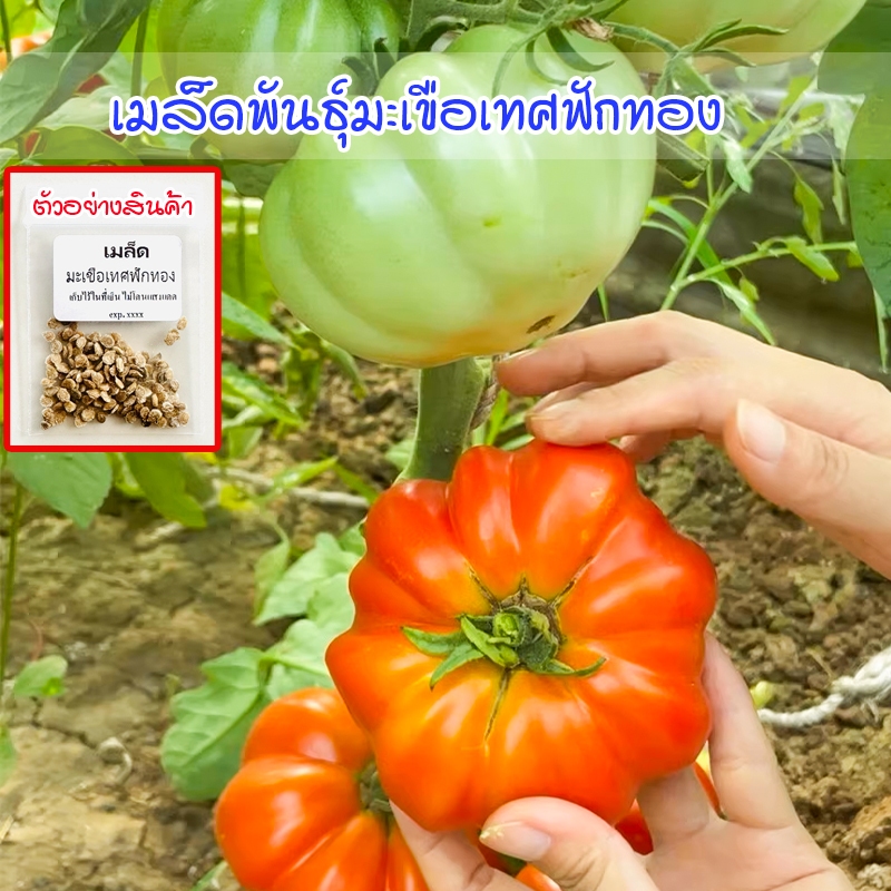 รูปภาพ 3