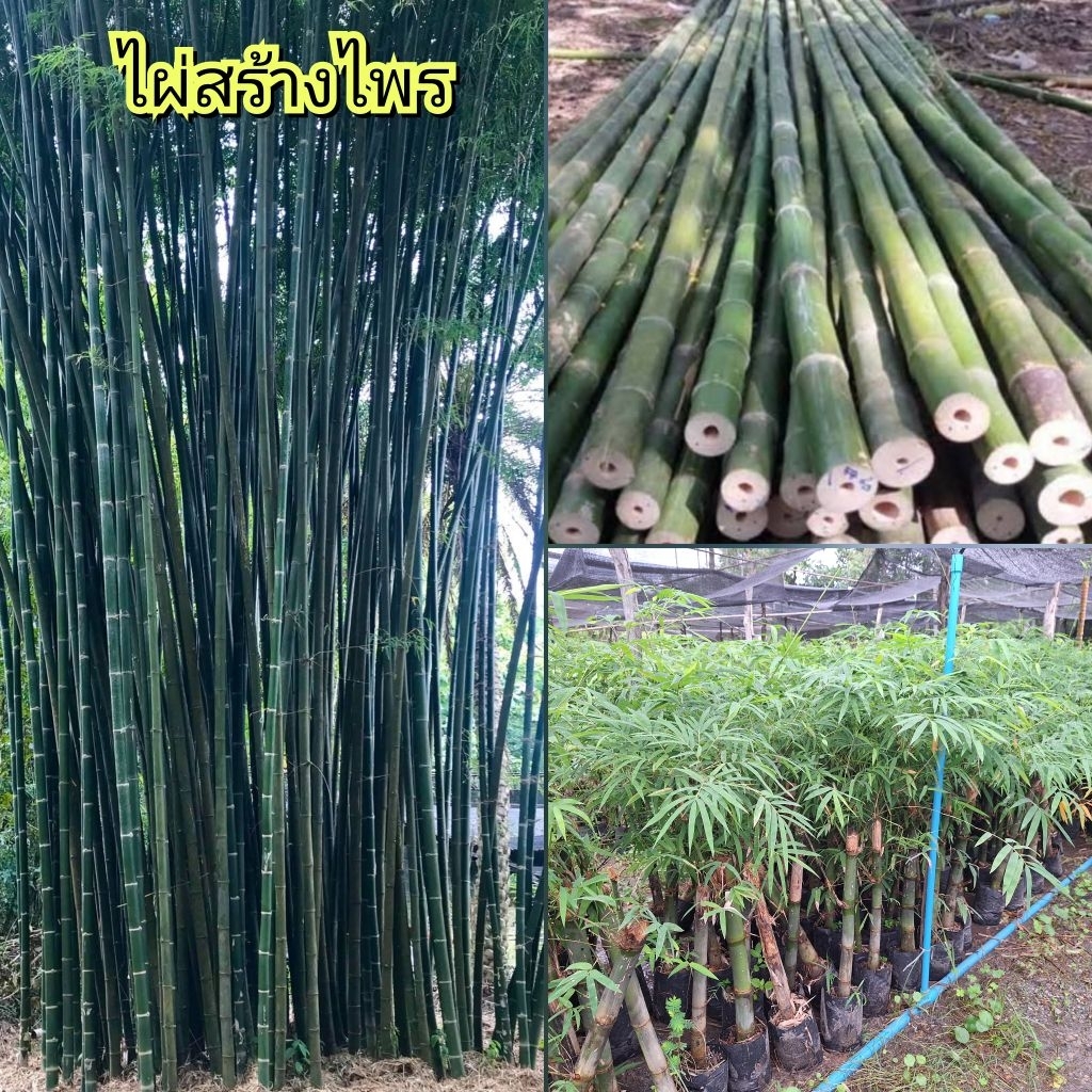 ไผ่สร้างไพร ไผ่เลี้ยงลำ กอใหญ่ ไม่รก ชำเหง้า พร้อมปลูก