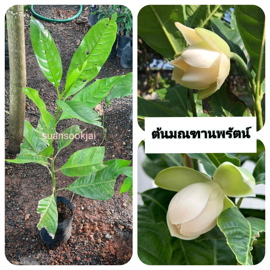 ต้นมณฑานพรัตน์ มณฑานพรัตน์ ขนาด 40-60 ซม