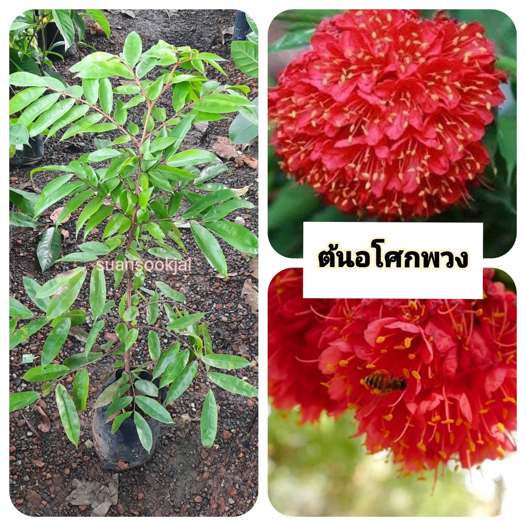 ต้นอโศกพวง   อโศกพวง