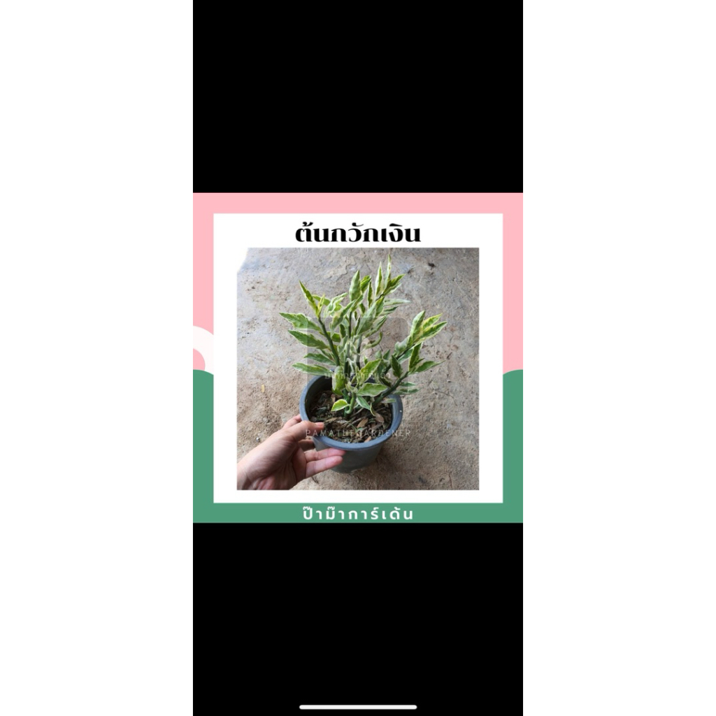 มุมมอง 4