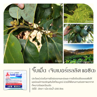 💥💥 สินค้ายกแผง 💥💥 จิ๊บเม็ด 5กรัม*10เม็ด (กรดจิบเบอร์เรลลิคแอซิด) จิ๊บยืดยอด ยืดช่อ ยืดผล