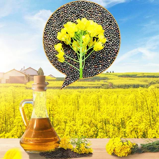 น้ำมันพืช น้ำมัน金龙鱼醇香菜籽油ขนาด 5L เหมาะสำหรับปรุงอาหารได้หลากหลายเมนู ไม่ว่าจะทอด ผัด ต้ม หมัก ยำ จะเมนูไหนๆก็หอมอร่อยไ