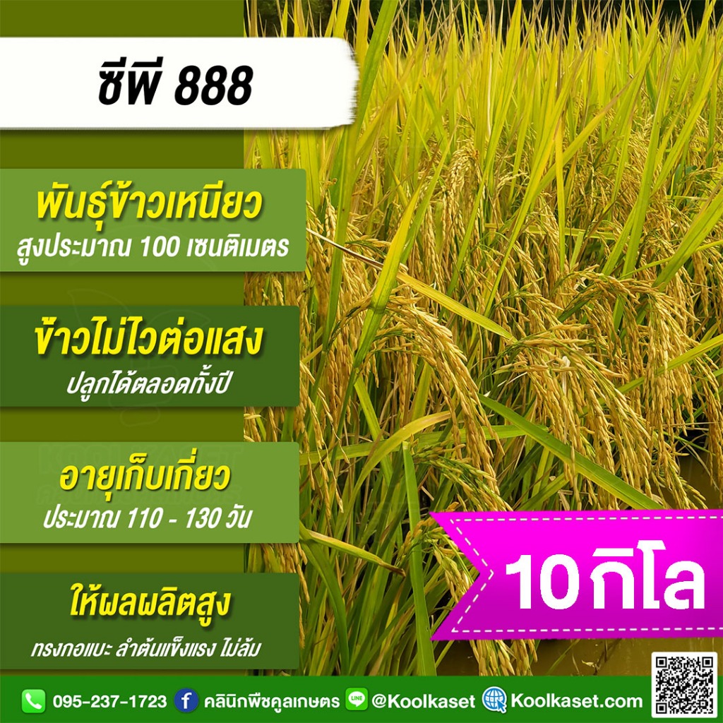เมล็ดพันธุ์​ข้าว​​ ข้าวเหนียว CP888 ซีพี888 นาปี นาปรัง ไม่ไวแสง เมล็ดเรียว นุ่ม 10 กก. คูลเกษตร ไรซ