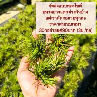 (1ชุด30กอ)ทิลแลนเซียฟูโก้ (ราคาเหมาเฉลี่ย4บาท/ต้นเท่านั้น) (ต้นจะมีสีในฤดูหนาว)