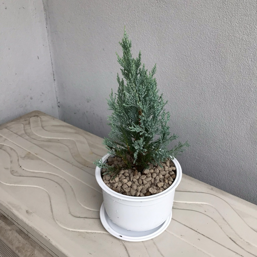 ต้นสนบลู สนใบฟ้า คัดพิเศษ สูงประมาน17-22ซม. (ส่งพร้อมกระถาง 5x4 นิ้ว จานรอง) มี2สีให้เลือก สีขาว,สีอิฐ