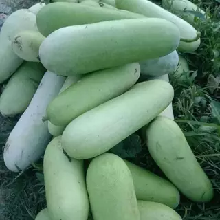 เมล็ดพันธุ์ เมล็ดเเฟง 20 เมล็ด [10 เเถม 1คละได้ ]