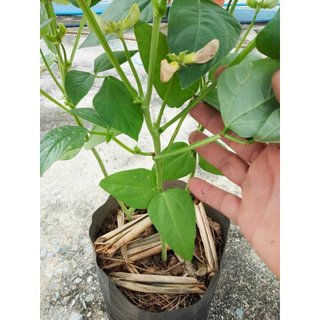 เมล็ดพันธุ์ ถั่วฝักยาวเตี้ยไร้ค้าง ถั่วพุ่ม 150 เมล็ด ปลูกง่าย ชอบแดด ดูแลง่าย เหมาะกับมือใหม่ (ซื้อ 10 แถม 1)