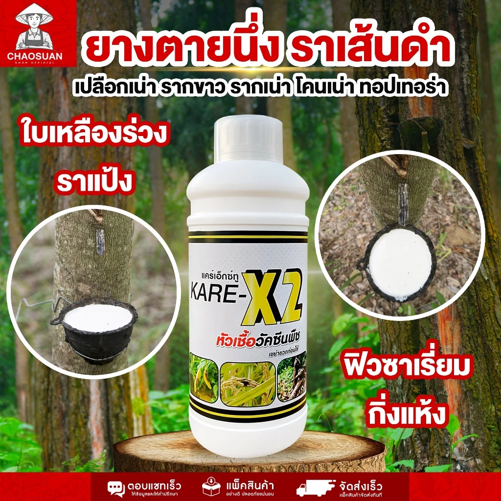 แก้ยางตายนึ่ง ราเส้นดำ เปลือกเน่า รากเน่า โคนเน่า! หยุดโรคร้ายในต้นยาง ครบ จบ ในขวดเดียว! KARE-X2 แคร์เอ็กซ์ทู