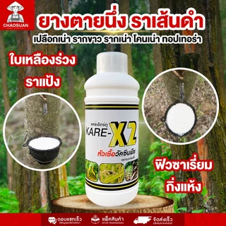 แก้ยางตายนึ่ง ราเส้นดำ เปลือกเน่า รากเน่า โคนเน่า! หยุดโรคร้ายในต้นยาง ครบ จบ ในขวดเดียว! KARE-X2 แคร์เอ็กซ์ทู