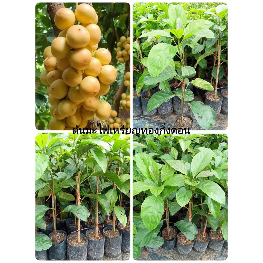 🍀ต้นมะไฟเหรียญทองกิ่งตอน🍀ต้นสูงประมาณ 50 ถึง 60 เซนติเมตรพร้อมปลูก