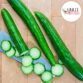เมล็ดพันธุ์แตงกวาญี่ปุ่น 39บาท 50เมล็ด