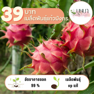 เมล็ดพันธุ์แก้วมังกร 39บาท 1,500 เมล็ด
