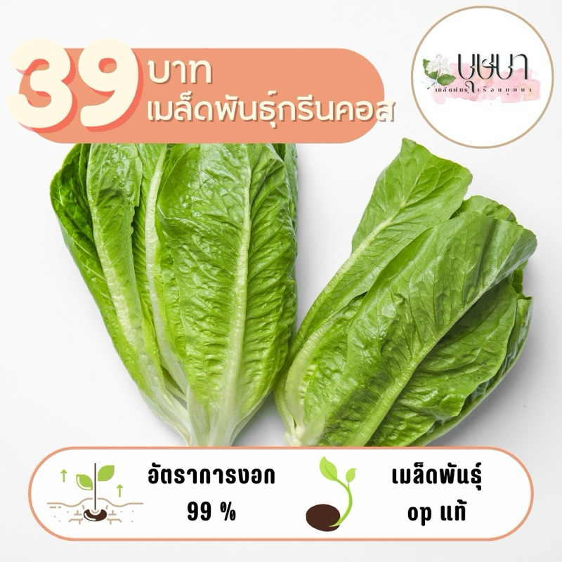 เมล็ดพันธุ์กรีนคอส 39บาท 500เมล็ด